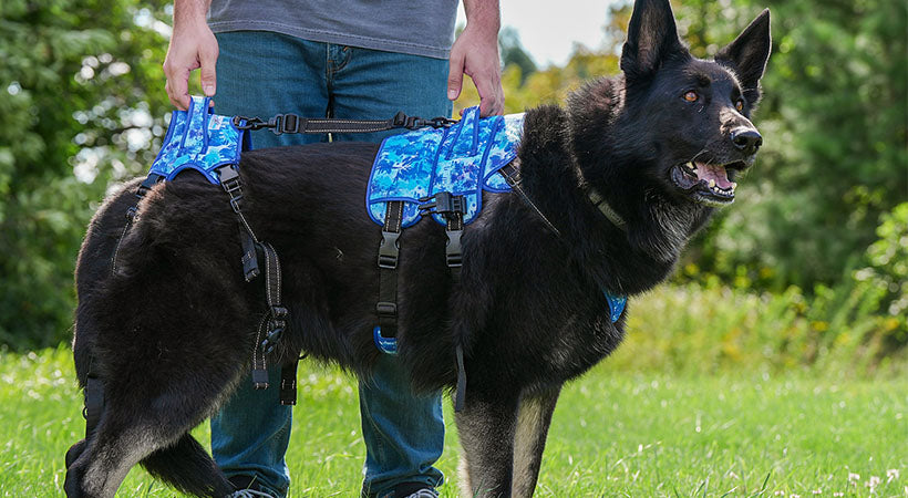 German Shepherd with DM uses BuddyUp Harness to lift dog