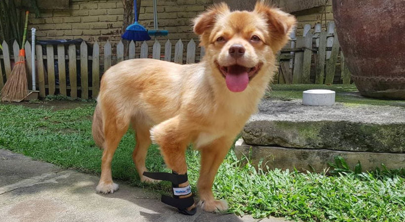 Dog uses front leg splint to support carpus