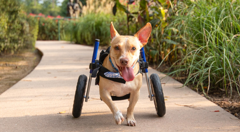 Canelo a customer is pictured in 2022 Walkin' Pets Calendar cover