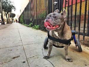 Chondrodysplasia in Dogs