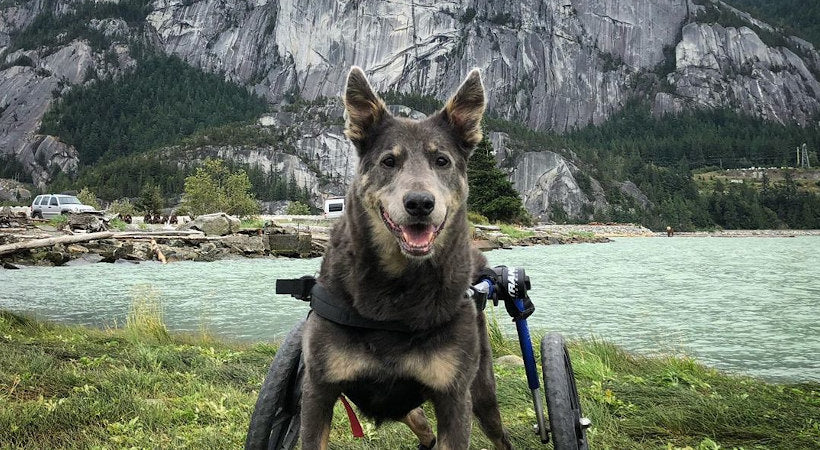 dog wheelchair life