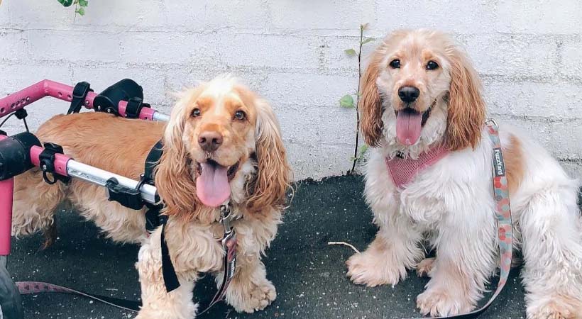 Chelsea and Lily Cocker spaniels. One Spaniel in her pink cart