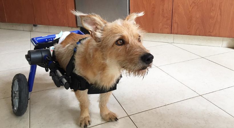 medium dog wheelchair