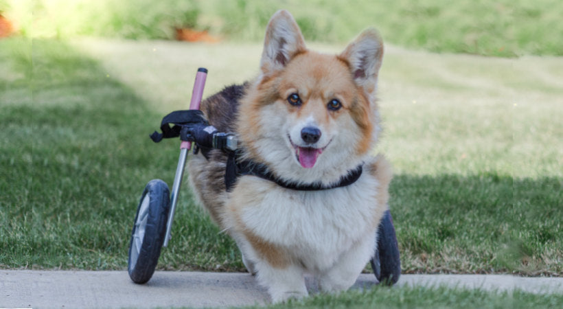 Coco the Corgi in her pink wheelchair