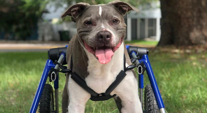 Adult pittie named Brad in his Quad Walkin' wheels