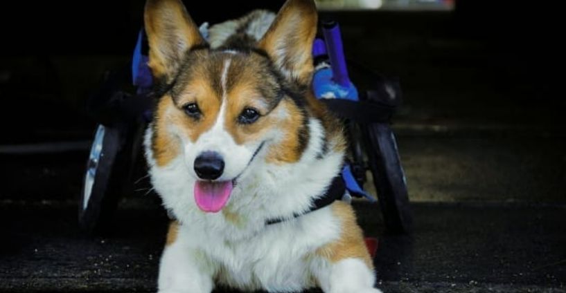 Corgi Wheelchair