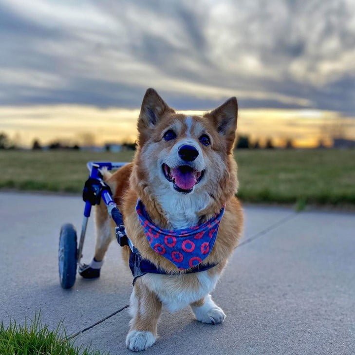 Does My Dog Have Hip Dysplasia?