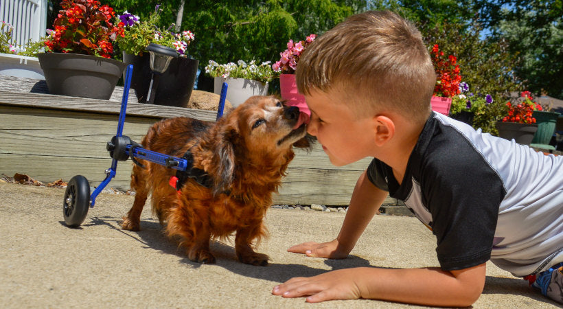 Dachshunds with IVDD kisses her best friend