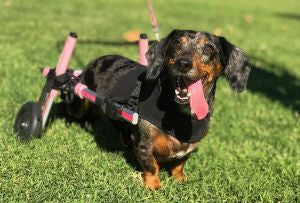 Dachshund Health: IVDD and Mobility Loss
