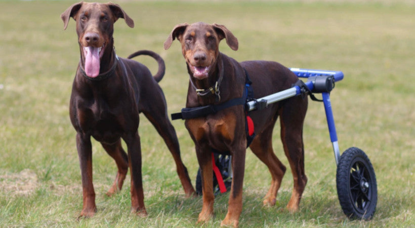 large dog wheelchair benefits