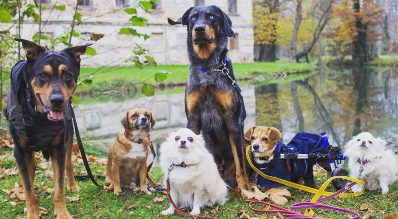 how to walk a wheelchair dog