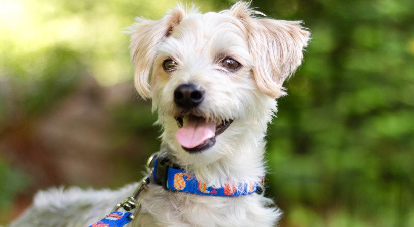 how to choose a dog collar. Modeled by a doggy staffer a Wallkin' Pets