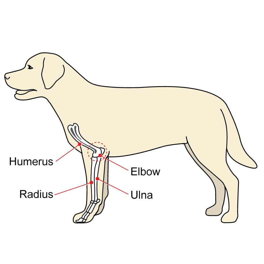 The Anatomy of A Dog’s Knee – Walkin' Pets
