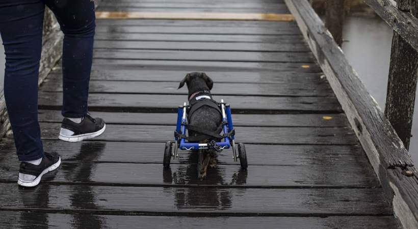 dachshund wheelchair