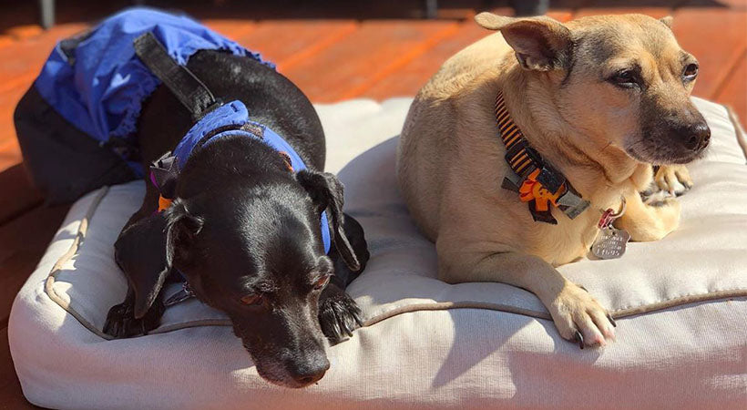 Paralyzed dog in drag bag rests with his best friend