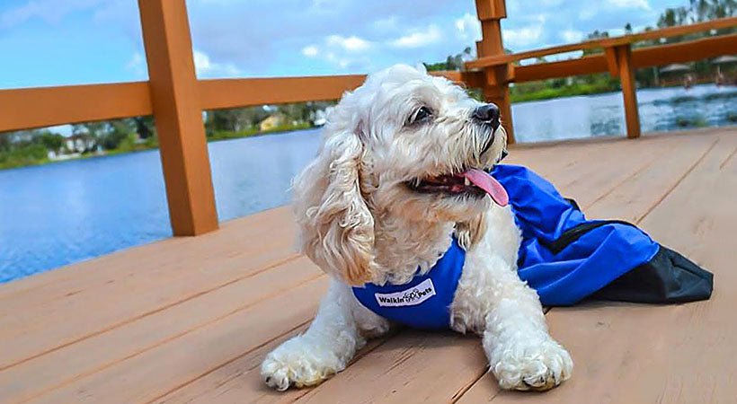 Must-have Equipment for Dogs with Paralysis – Walkin' Pets