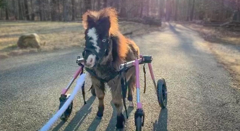 Disabled Mini Horse Gets Second Chance | Mini Horse Wheelchair – Walkin' Pets