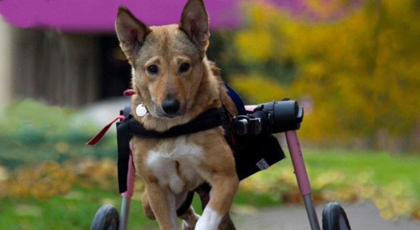 Ella in her pink wheels for tripod and rear amputee dog mobility