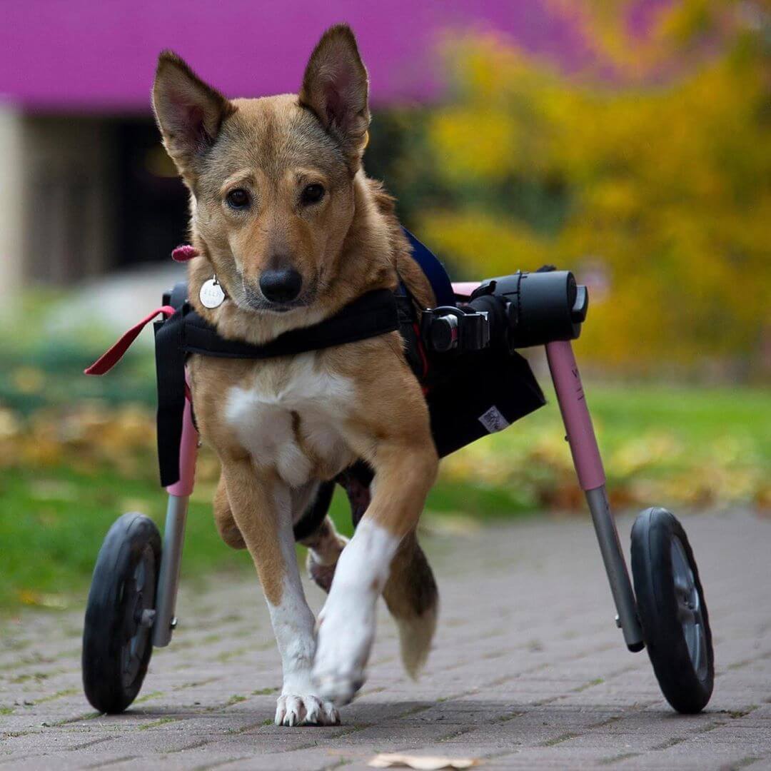 Dogs in Carts