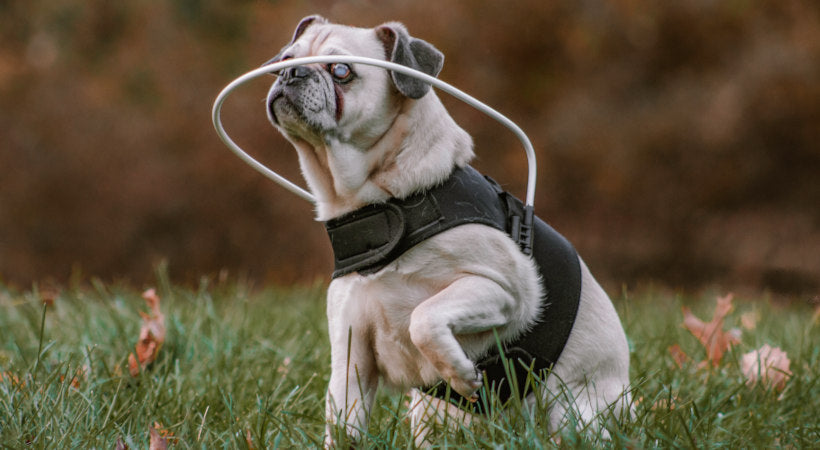 Blind pug with cataracts