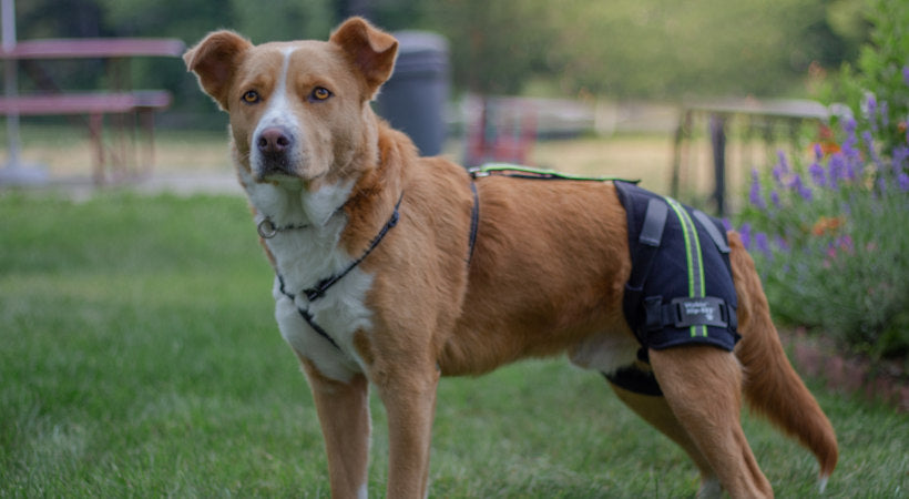 Ern wearing his Walkin' Pets Hip-EEZ as he enjoys the park