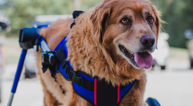 Senior Dog Mobility Loss