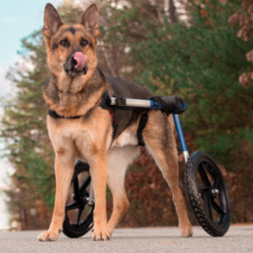 Degenerative Myelopathy German Shepherd Dogs