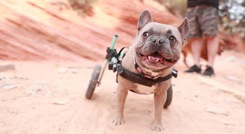 Paralyzed frenchie walks in dog wheelchair