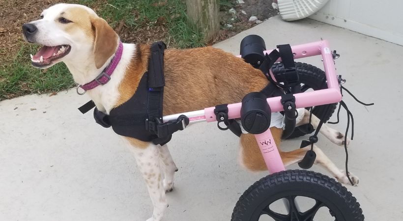 Frida Gets new Walkin Wheels