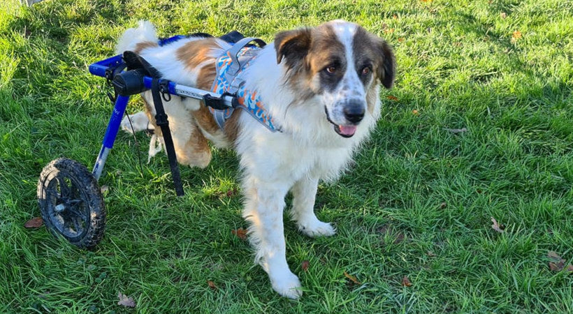 Sweet old dog in her walkin' wheels with hind leg stirrups