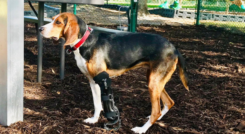 The Benefits of Dog Prosthetics Explained | Walkin' Pets