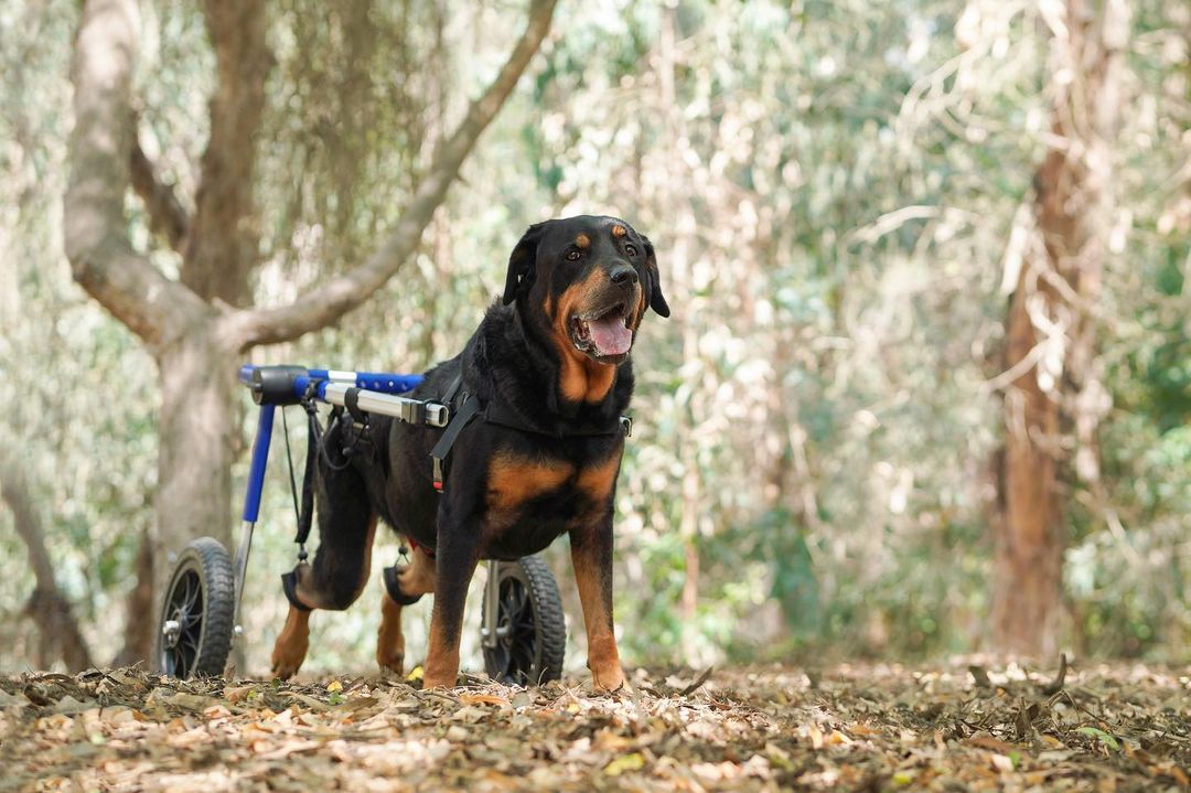 Is Hip Dysplasia Fatal in Dogs?