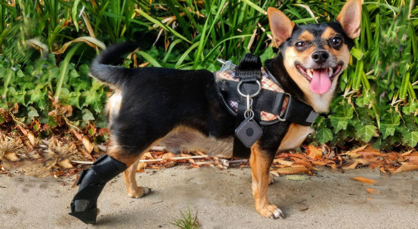 Understanding Dog Leg Braces | Leg Support for Dogs | Walkin' Pets
