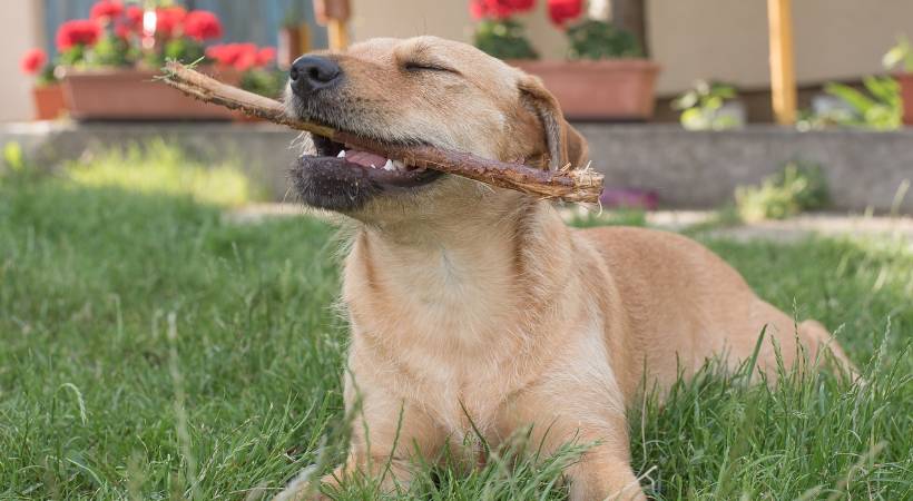 Golden Retriever with Stick