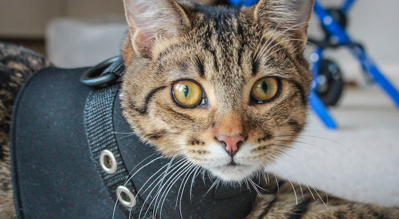 Cat wheelchair for disabled cats