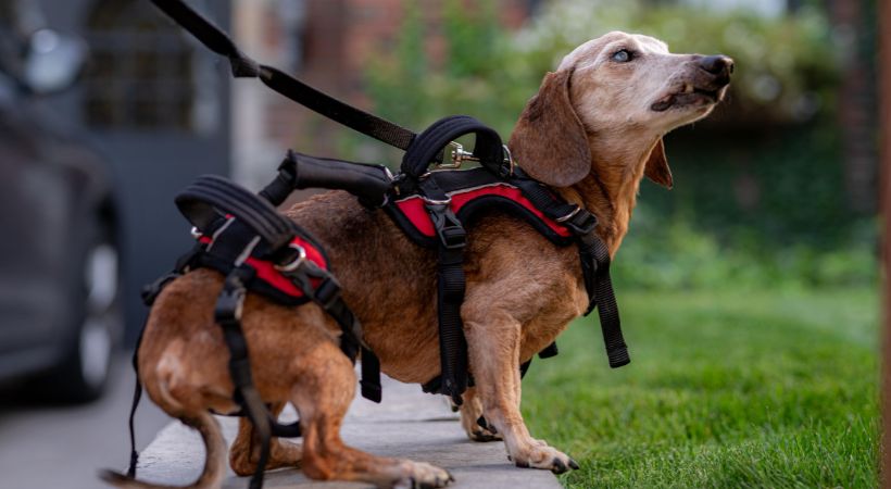 5 Signs Your Dog Needs a Lifting Harness