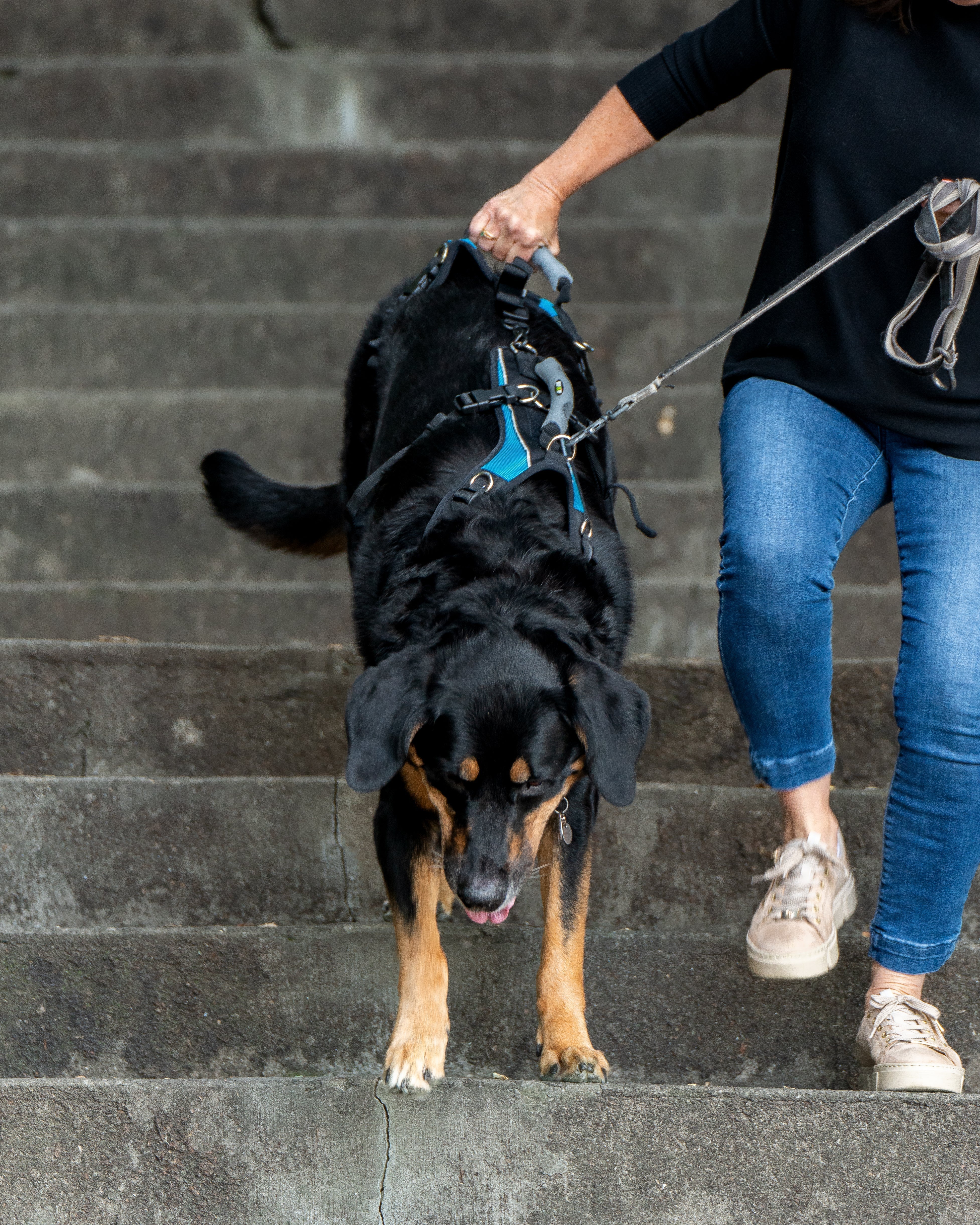 How to Support a Large Dog