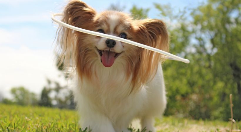 Blind Dog Halo for Papillon