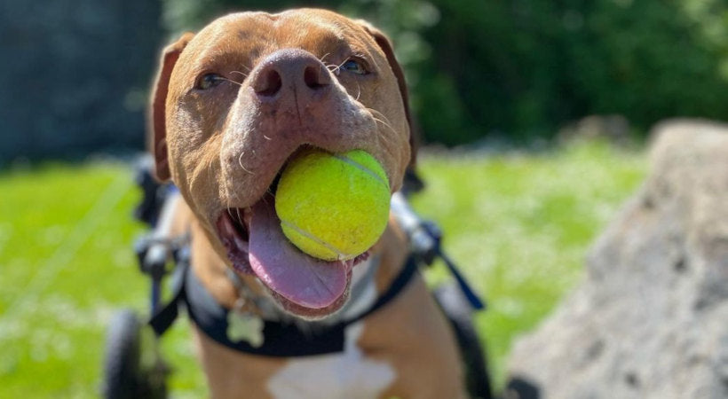 Happy pitbull plays fetch in Walkin' Wheels Wheelchair