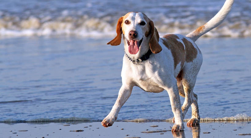 Happy Hound at the Beach