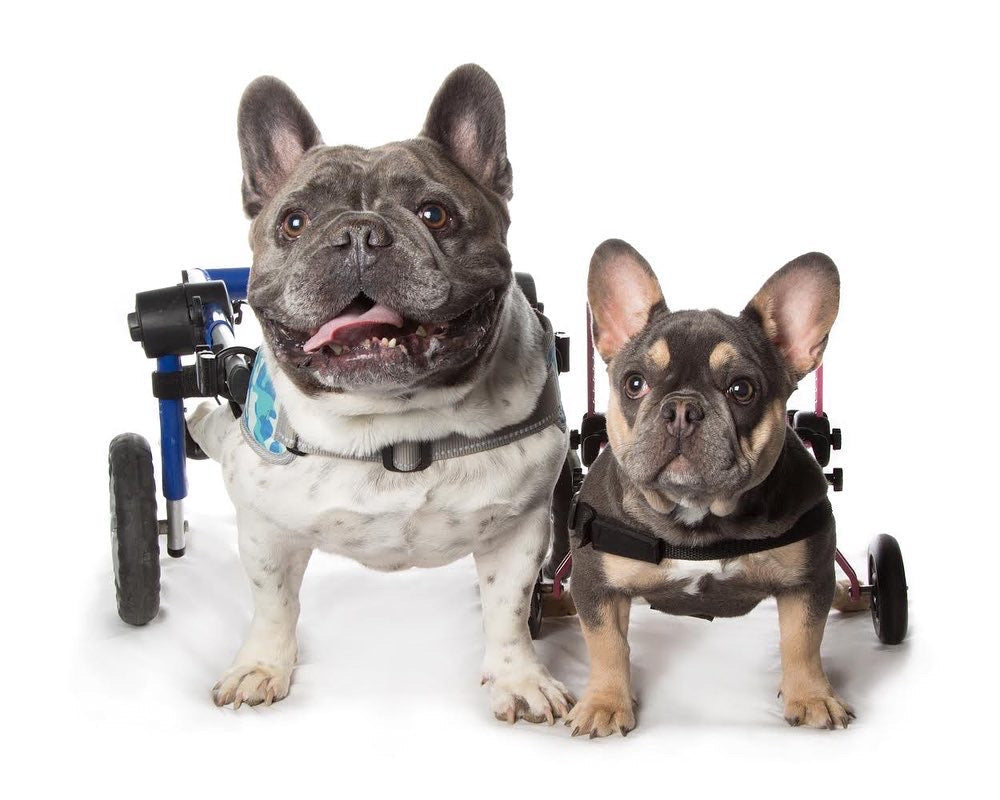 Lumbosacral Disc Disease in Dogs and How It Is Treated