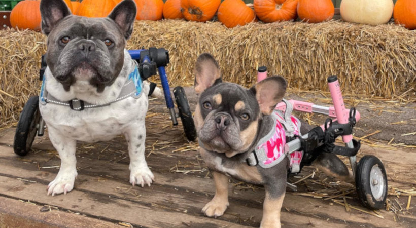 Common reasons why a dog uses a wheelchair