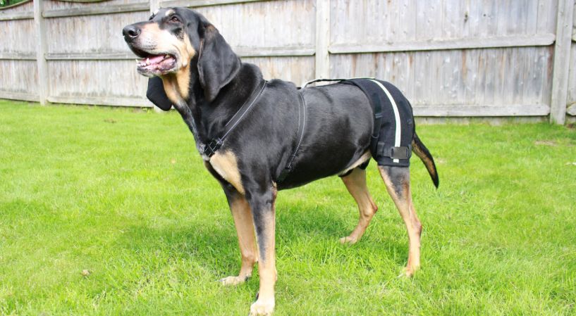 large dog hip support