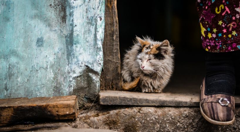 Keep Pets Safe During Hurricanes