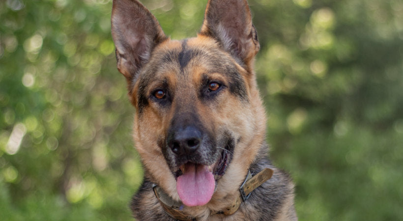 German Shepherd outdoors