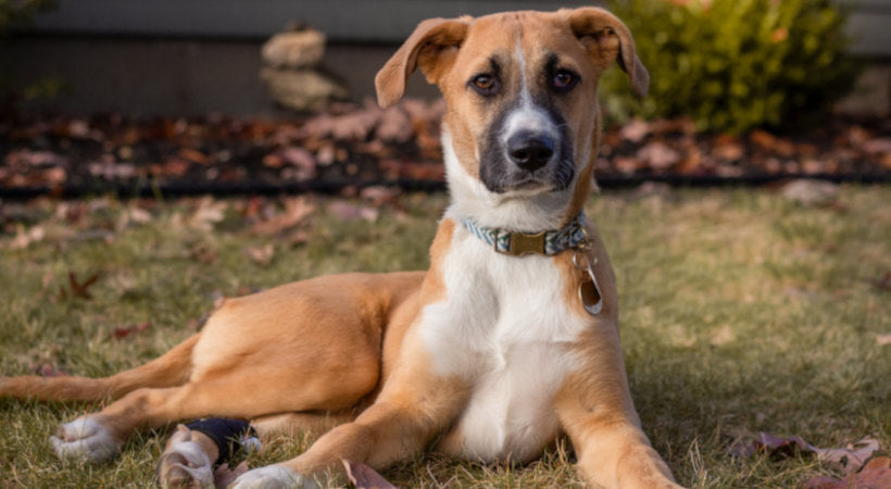 Rescue puppy arrives at new home