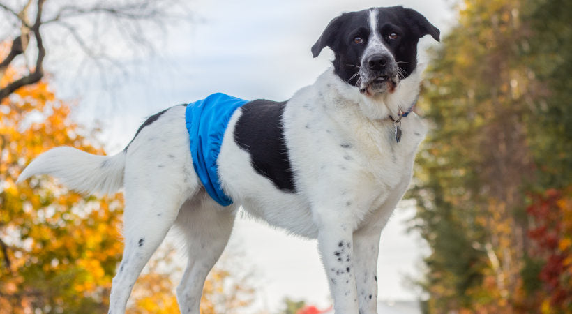 Large dog uses male wrap for incontinence