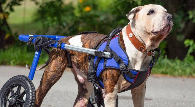 Large old pitbull in his blue walkin' wheels