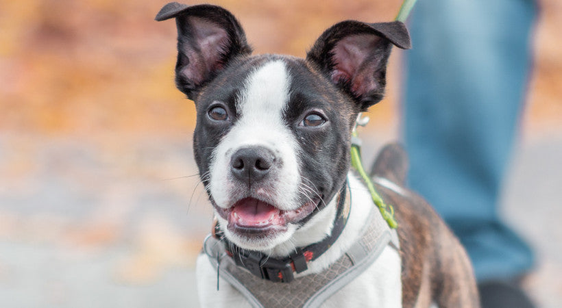 Young pup in his Walkin' Harness