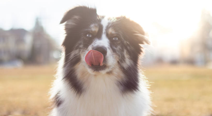 Australian Shepherd sticks its tongue out